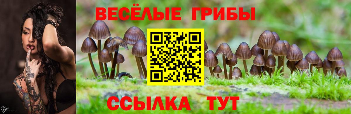 Псилоцибиновые грибы Cubensis  Вход с VPN  Канск 